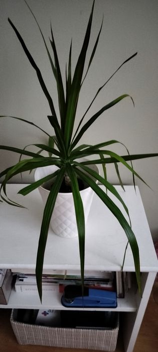 Dracena obrzeżona