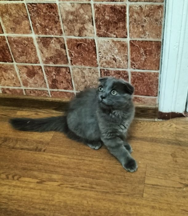 Котят британцы вислоухие