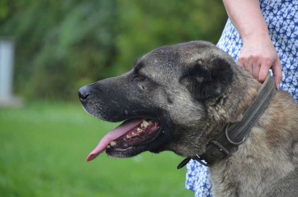 Kangal import Turcja szczeniak FCI.
