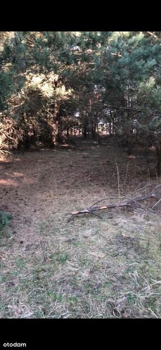 Twój dom wśród drzew – 1,125 ha z WZ przy Parku Krajobrazowym - Widok 5