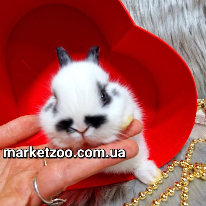 Голландський міні кролик чорний метелик