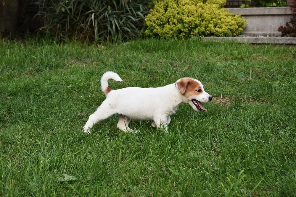 Jack Russell Terrier piesek !