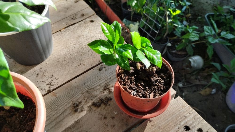 Продам трішки своїх екзотів