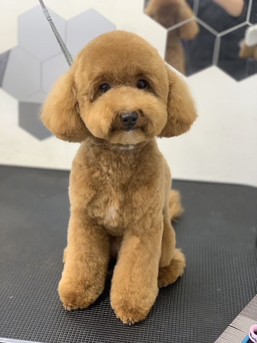 Стрижка  груминг собак и котов Кривой Рог