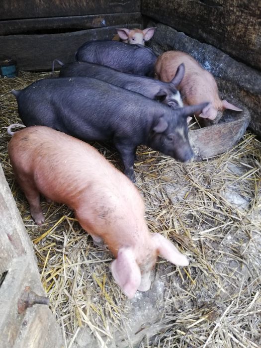 Продам  Поросята