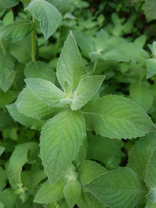 Сушеная мята крупный лист