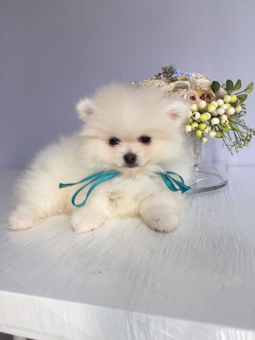 Неймовірні Шпіци VIP  Хлопчики та Дівчатка