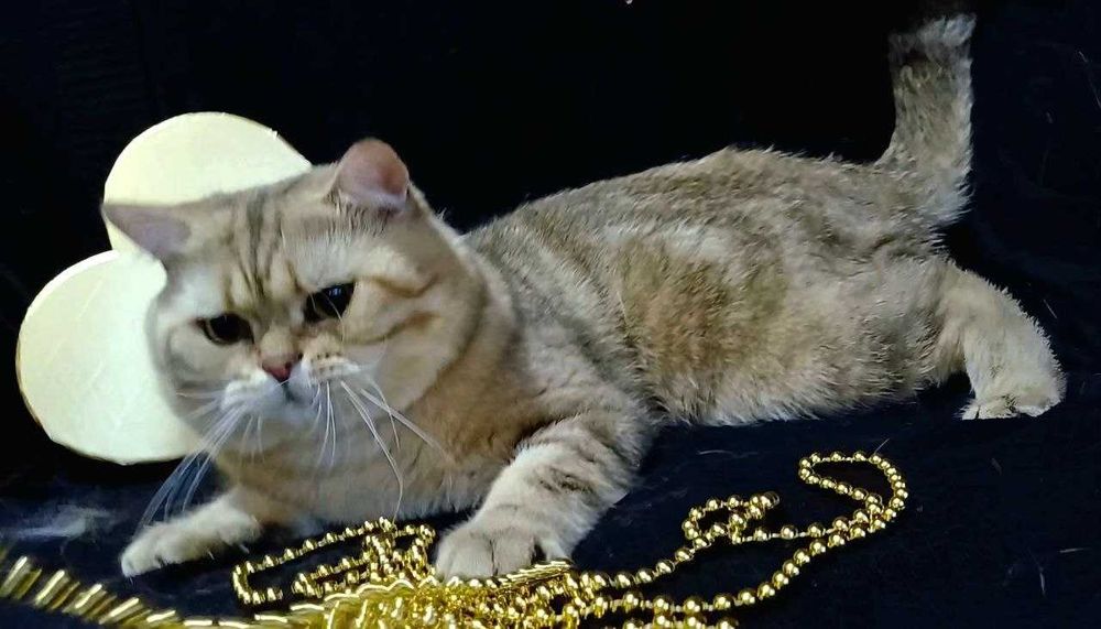 золоті мармурові котики і кошенятка