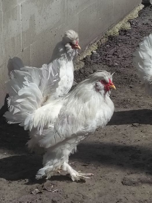 Продам курей породи Павловська(біла)