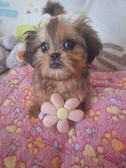 Hugo piekny mini chlopczyk Shih Tzu/ domowa hodowla