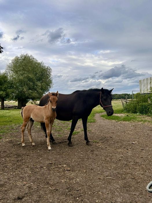 Klacz huculska | pełne pochodzenie