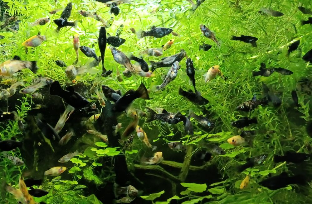 Molinezje młode dalmatynki