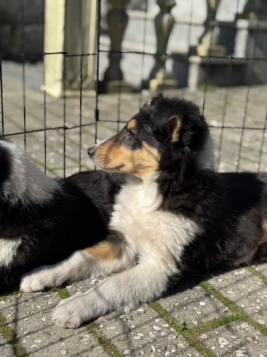 Rough Collie / Lassie