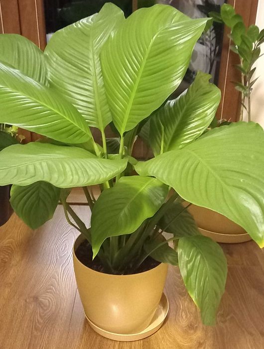 Skrzydłokwiat kwiatek domowy duży spathiphyllum