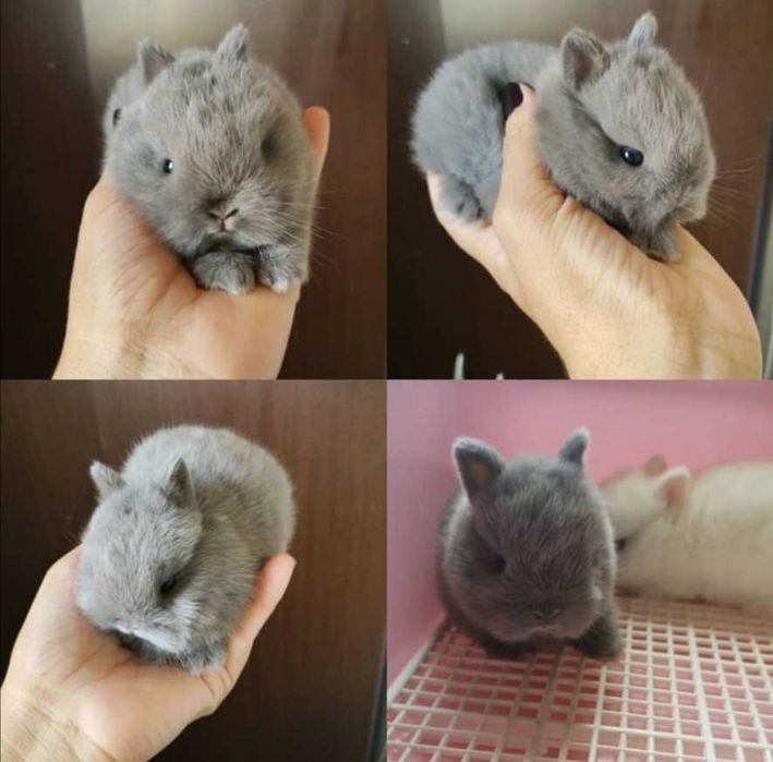 Coelhos anões (Bebés)+KIT gaiola