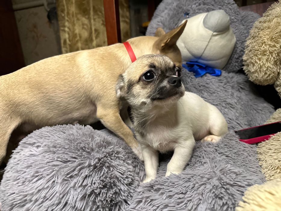 Продаж цуценят чихуа