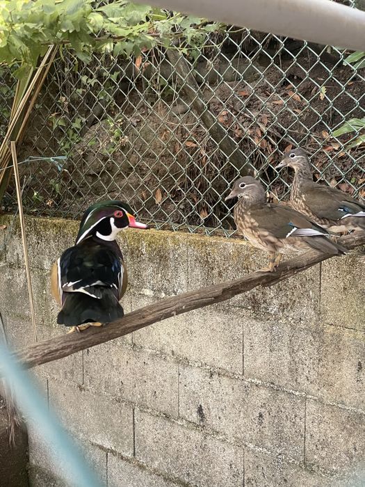 Patos ornamentais mandarins e carolinos