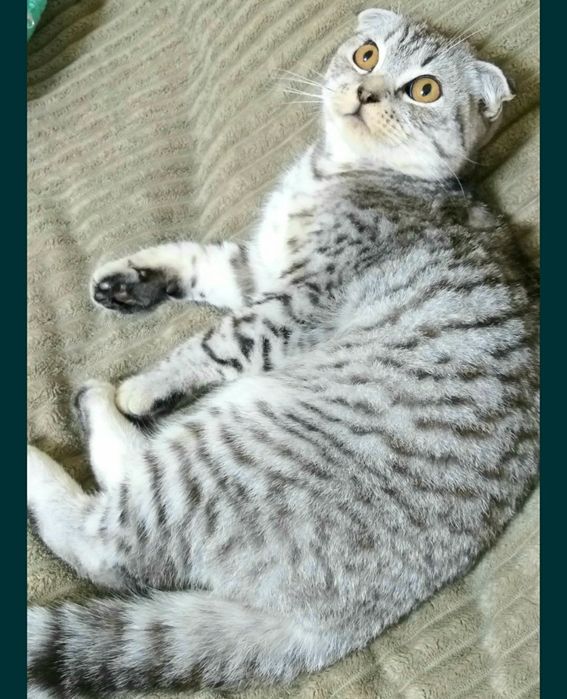 Шотландец . Вязка.