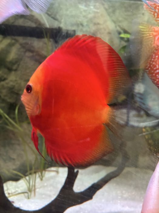 Discu Red Melon 11/12cm