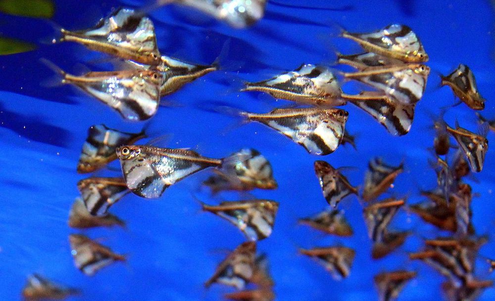 Pstrążenica Marmurkowa - 10 sztuk - Sklep Zoologiczny ALTUM