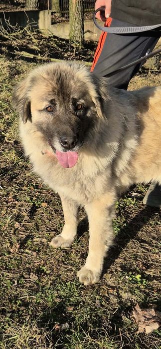 Wspaniała przyjaciółka do adopcji