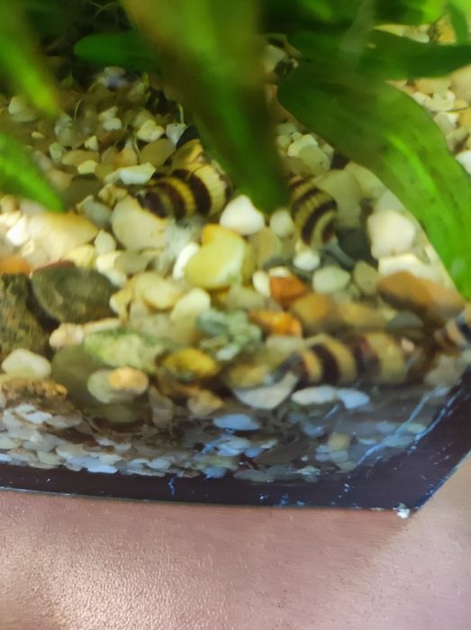 Ślimaki Helenki z własnej hodowli