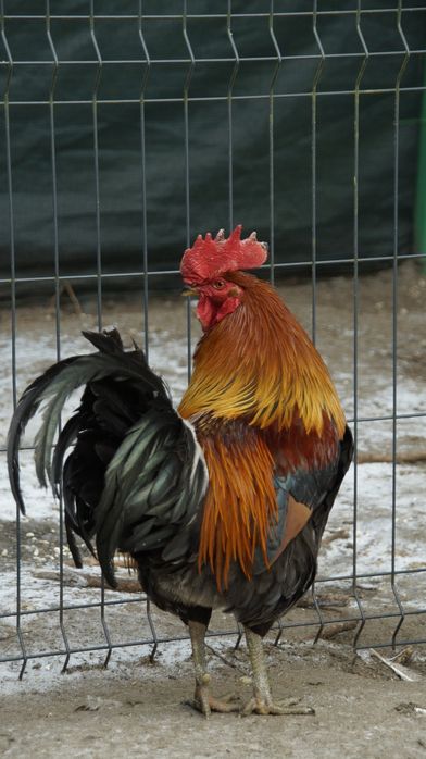 Jaja lęgowe od zielononózki Kuropatwianej