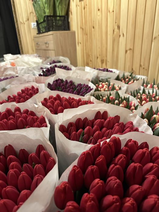 Украінський тюлпан  Бровари опт від 35 грн