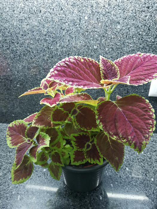 Planta viçosa cóleus - "Coração magoado"