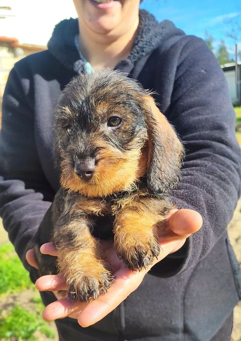Teckel Standard Cerdoso fêmea pronto a entregar