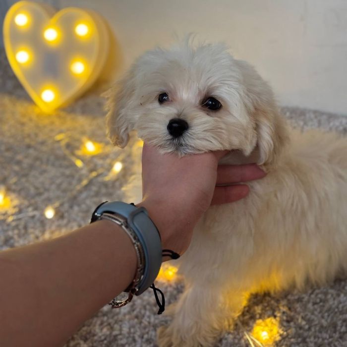 Мини мальтипу — щенок мечты!