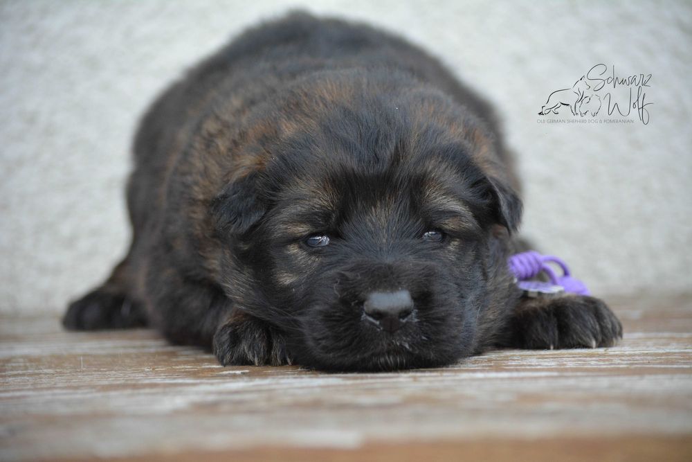 Owczarek staroniemiecki dziewczynka wilczasta