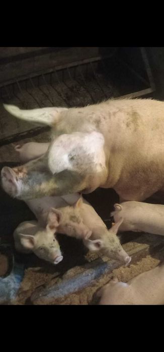 Sprzedam warchlaki trzymiesieczne