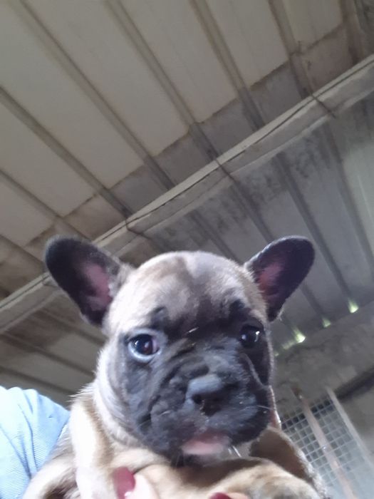 Boldoog francês  disponivel