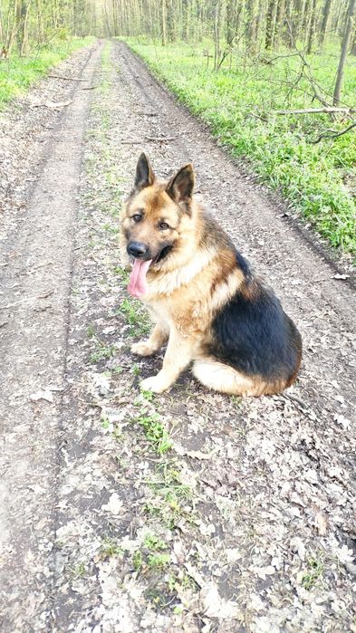 Кабель немецкой овчарки для случки