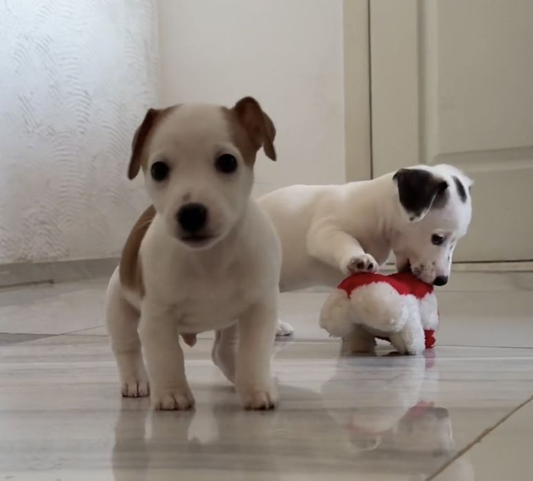 Цуценята Джек Рассел тер'єр