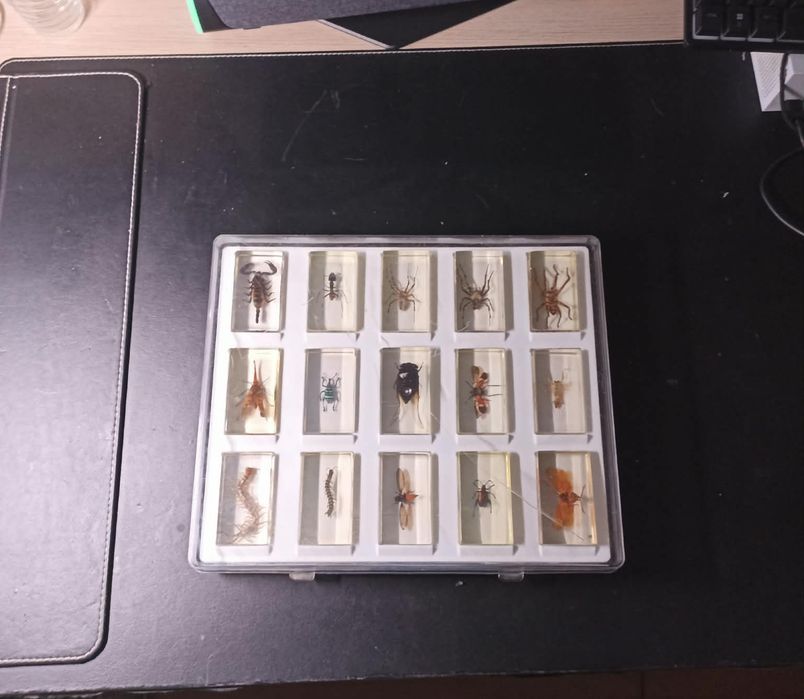 Coleções de insectos