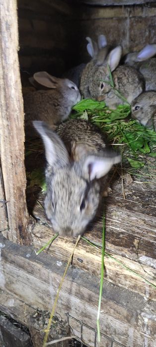 Кроленята на відгодівлю