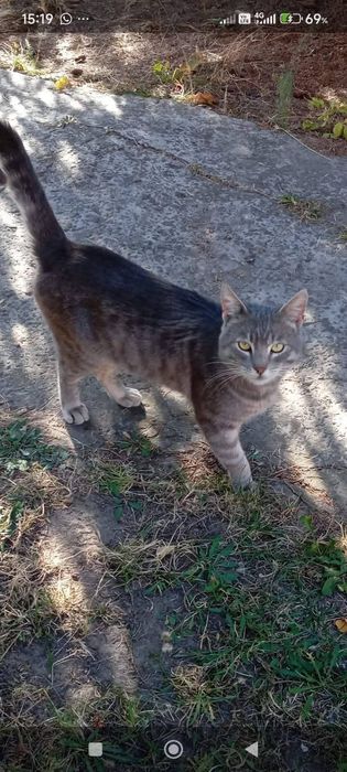 Розкішний котика добрі руки