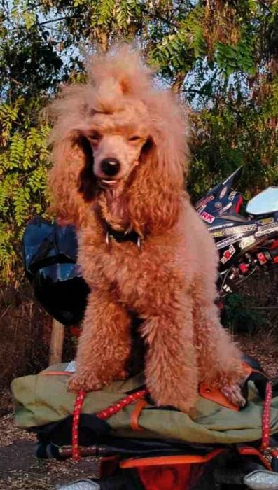 Вазка пудель мініатюра