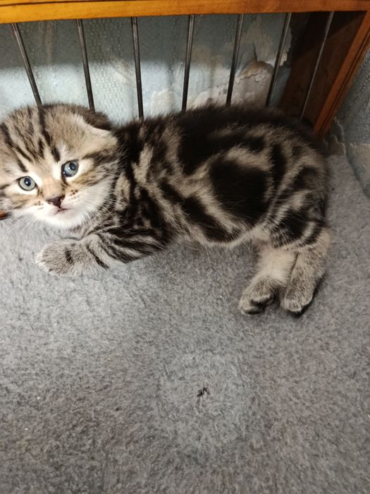 Котята шотландские вислоухие