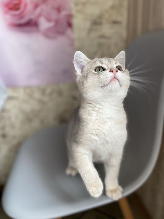 Шикарні шиншили прямовухі