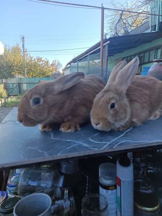 Кролики Віденська Блакитна, Бургундці НЗК НЗБ