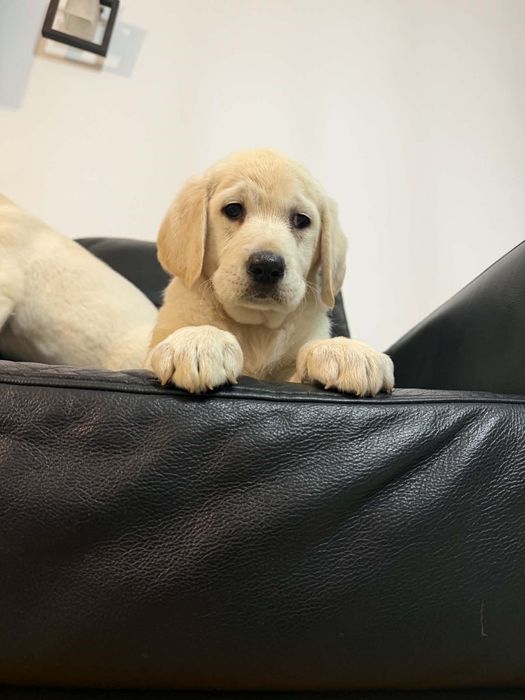 Labrador śliczny piesek gotowy do odbioru.