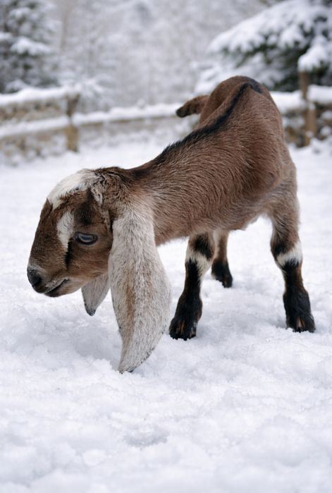 Козлик англонубієць шукає гарем