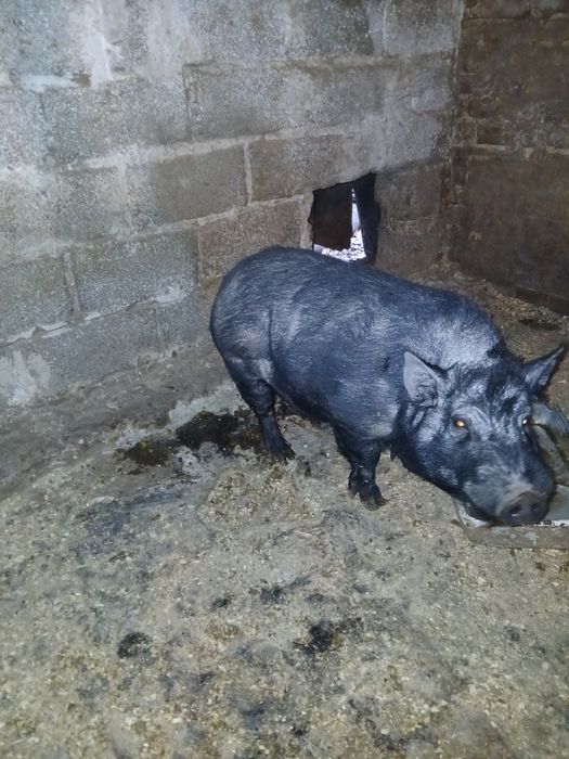 Кнур                            .