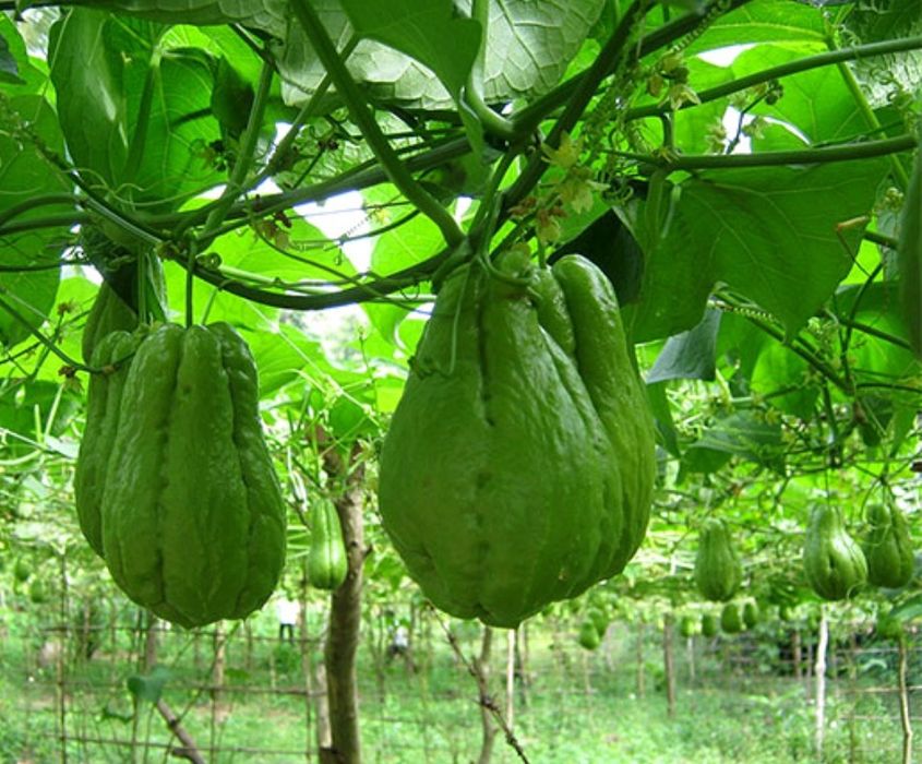 Chayote directly from the producer64551768966913121