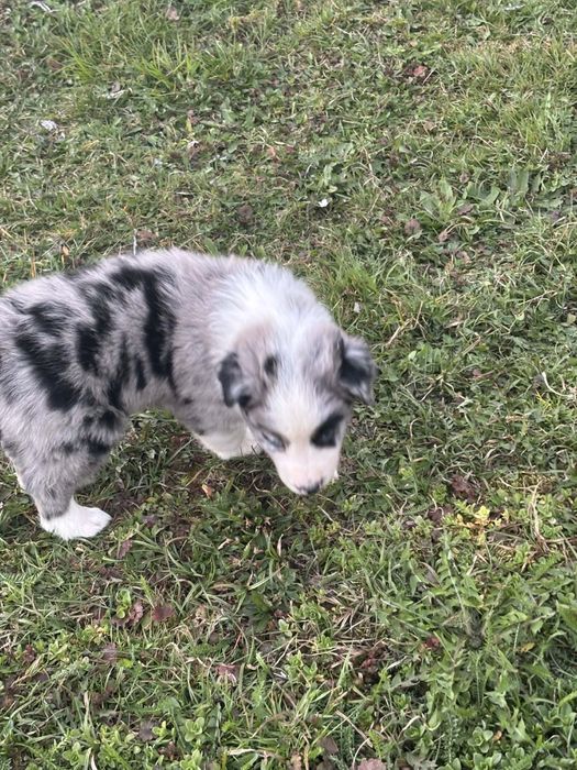Piesek border collie (blue merle)