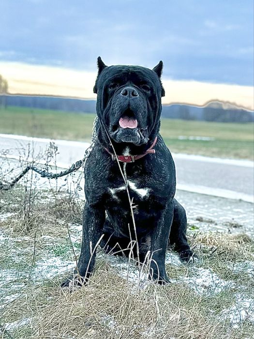 Cane Corso Italiano zapowiedź miotu