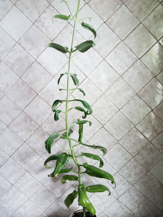 Каланхоэ лекарственный